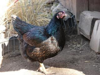 30473_cornish_barnevelder_cross_hen.jpg