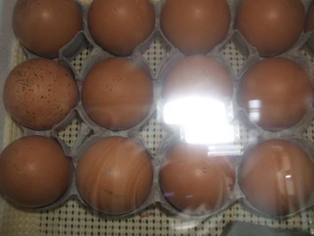 30473_eggs_009.jpg