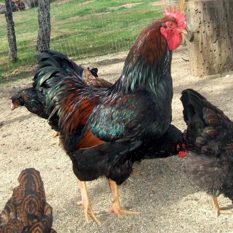 30473_johanvb_roo.jpg