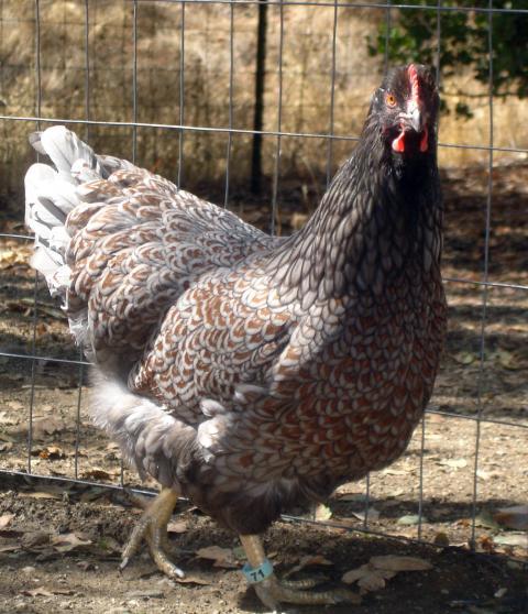 30473_light_blue_pullet.jpg