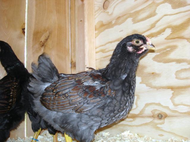 30473_nice_blue_cockerel.jpg