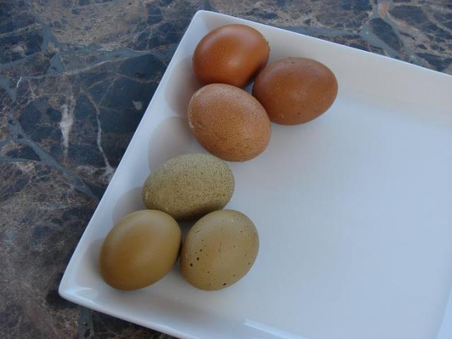 30473_olive_eggs.jpg