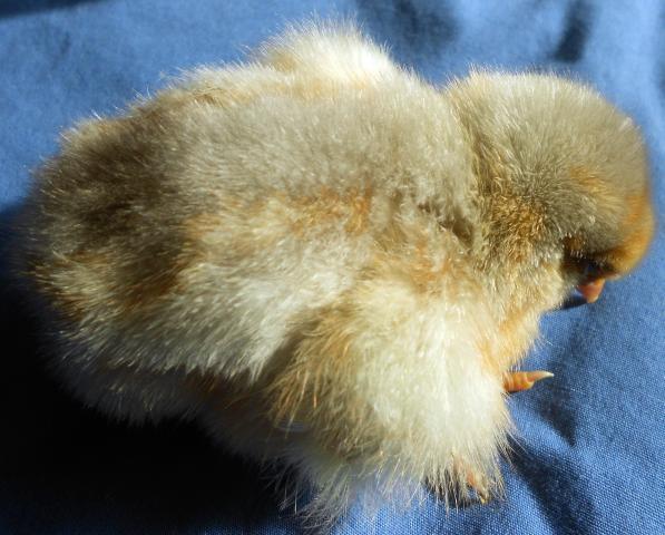 30473_splash_chick_2012.jpg