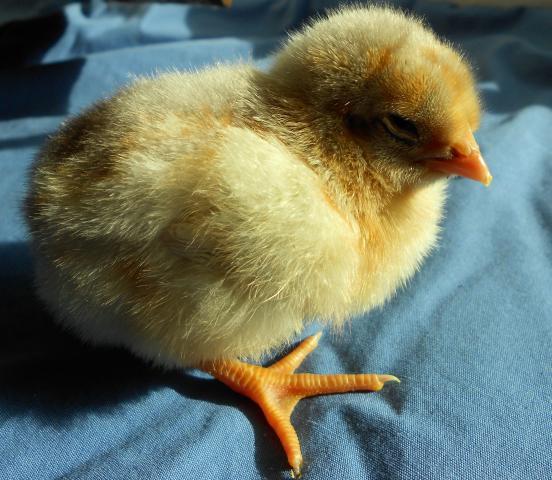 30473_splash_chick_2012_2.jpg