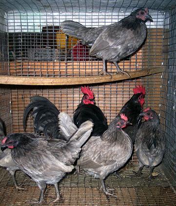 30495_blue_old_english_hatched_in_june_2009.jpg