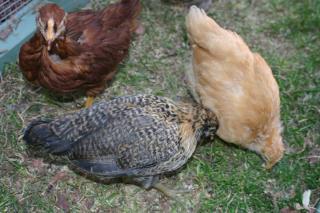 30527_peeps_n_beakie.jpg