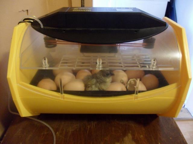 30552_first_chicken_first_hatch_800x600.jpg