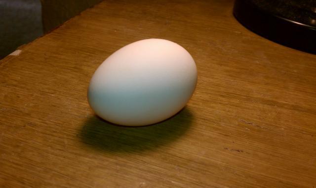 30552_first_egg_4000_dollars.jpg