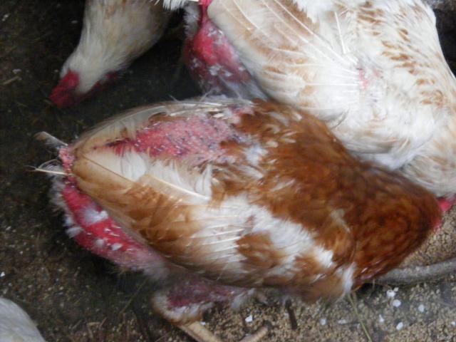 30553_ramclean_006.jpg
