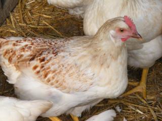 White leghorn suddenly laid a giant egg! Could it be a double