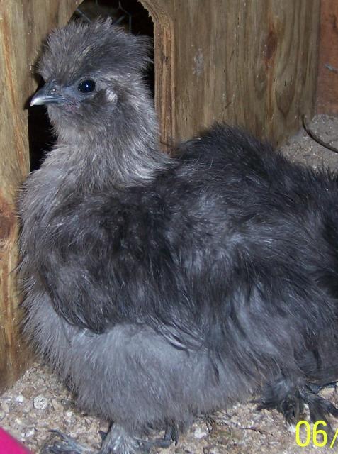 30566_silkie.jpg