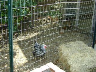 30615_chickenrun.jpg