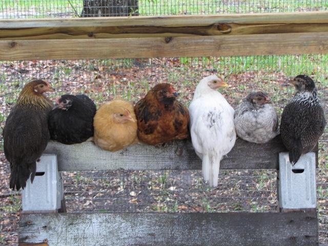 30644_chickens2.jpg