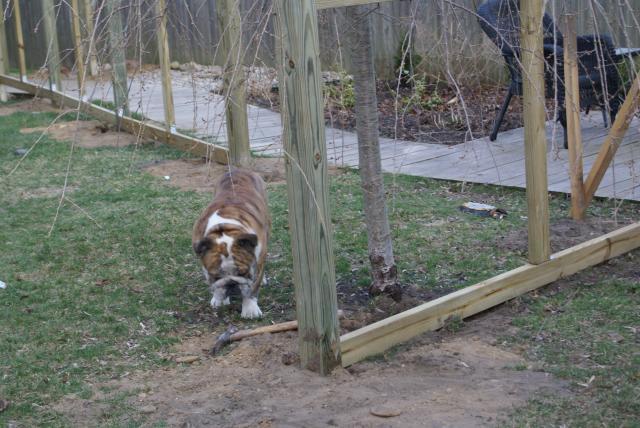 30659_chicken_yard_fence_gazebo_2010_006.jpg