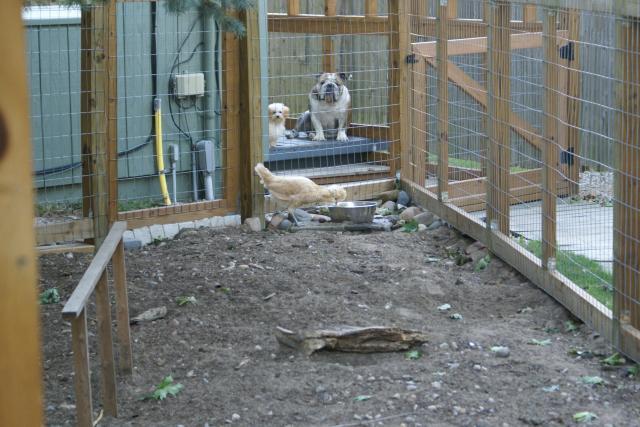 30659_yard_and_pets_and_fence_007.jpg