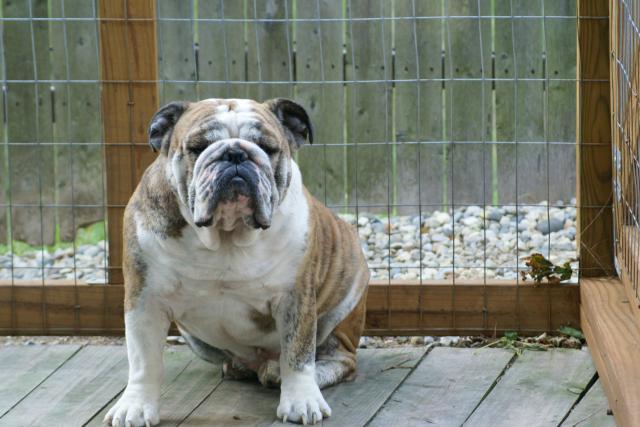 30659_yard_and_pets_and_fence_028.jpg