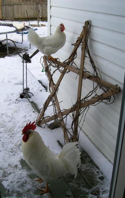 30759_peggys_chickens_2.jpg