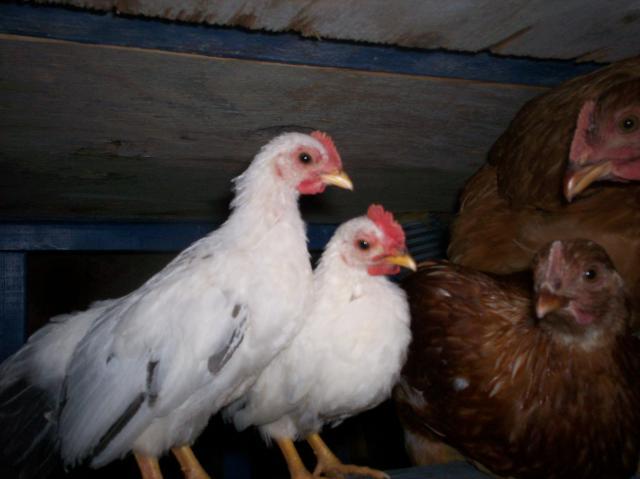 30845_jap_bantams_001.jpg