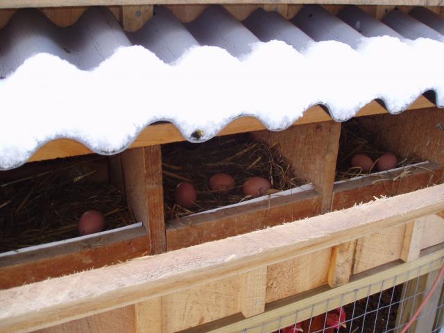 30865_chickens_in_the_snow-6.jpg