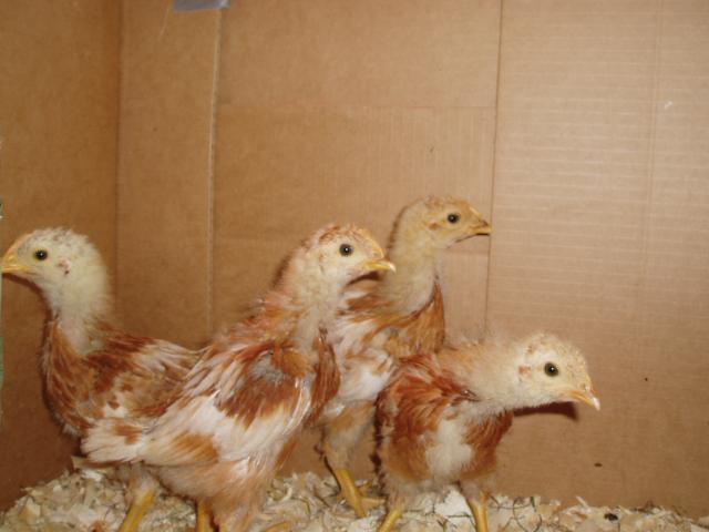 30865_chicks_05-29-09_002.jpg
