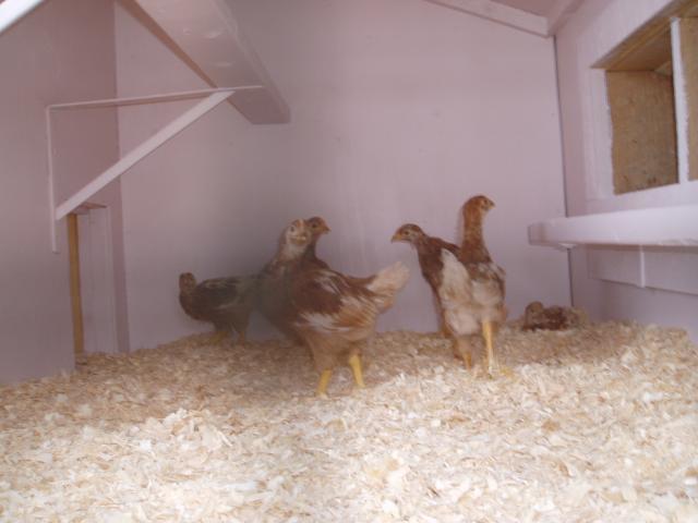 30865_chicks_first_time_in_the_coop_006.jpg