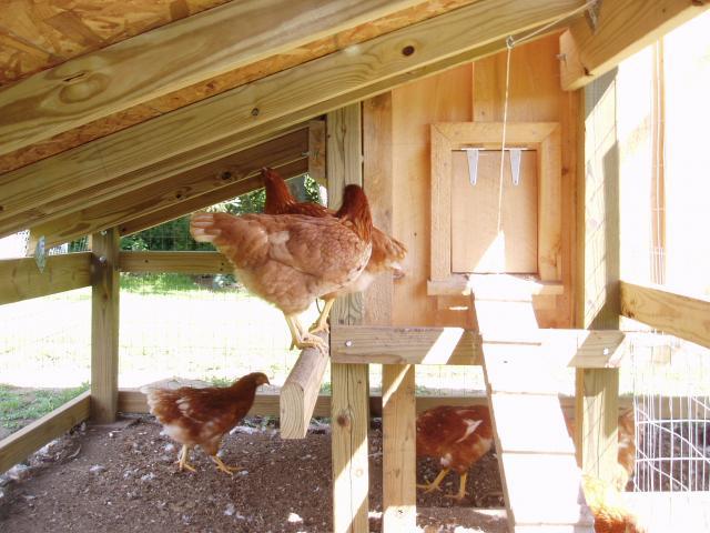 30865_nesting_boxes_and_chickens_023.jpg