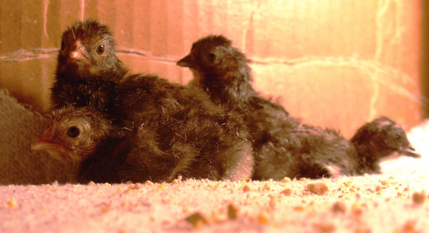 30903_bantam_jan_01_2012.jpeg