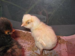30964_img_2143.jpg
