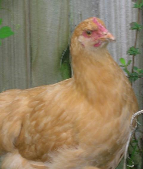 30965_chicken2.jpg