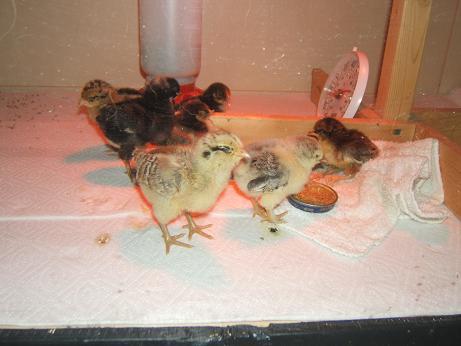 30979_chickchicks.jpg