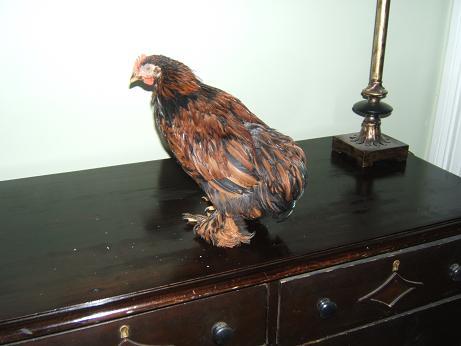 Darling 10 week Golden Laced Cochin Roo -- Cincinnati | BackYard ...