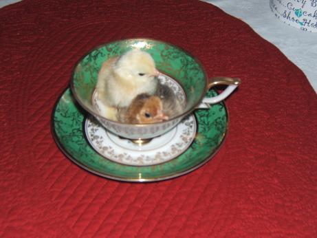 30979_teacupchicks1.jpg