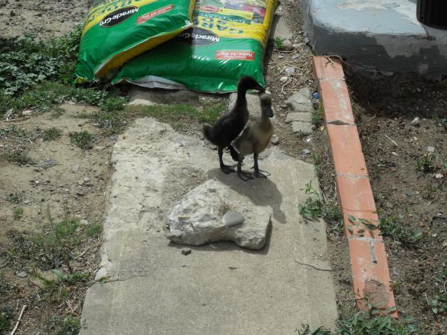 30995_2009_0101duckies0005.jpg