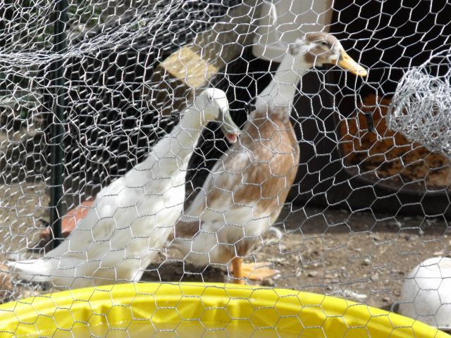 30995_2009_0101duckies0006.jpg