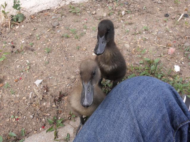 30995_2009_0101duckies0025.jpg