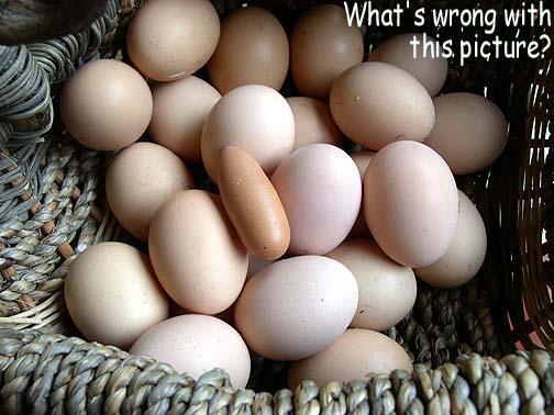 31003_egg.jpeg