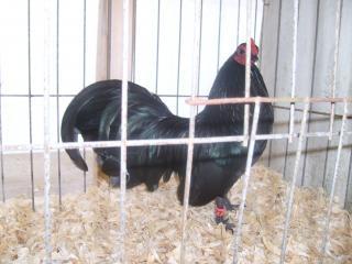 31018_chickens_228.jpg