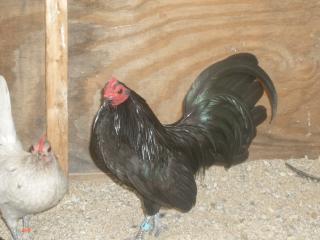 31018_chickens_230.jpg