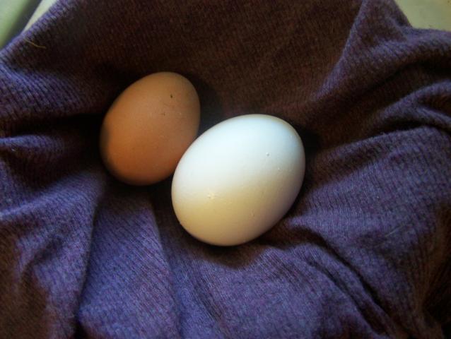 31024_my_first_egg.jpg