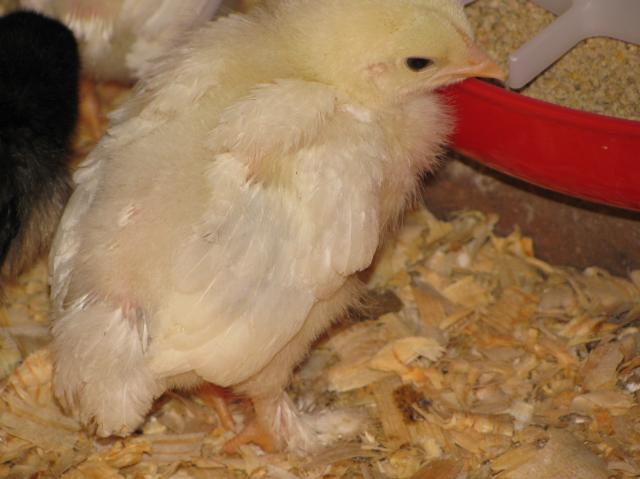 31027_feathered_feet.jpg