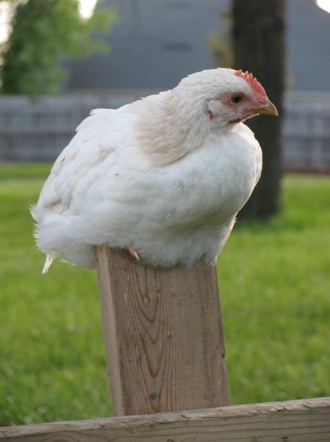 31027_perching_buff.jpg