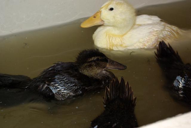 31045_ducks_in_tub1.jpg