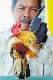 31066_ayam_serama.jpg