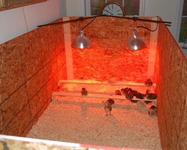 31142_brooder_001.jpg
