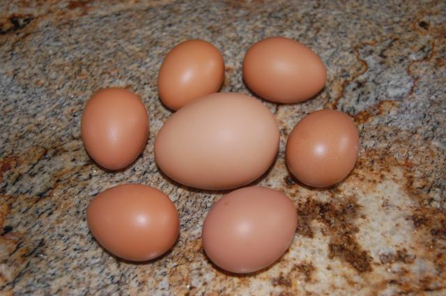 31142_egg_002.jpg