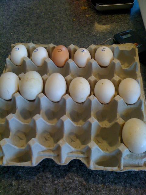 31148_duck_eggs_sept_09.jpg