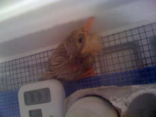 31148_duckhatch_001.jpg