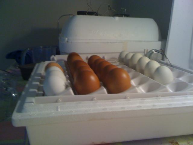 31148_mystery_chicken_eggs_sept_09_002.jpg