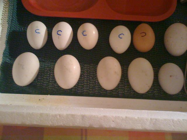31148_mystery_chicken_eggs_sept_09_003.jpg