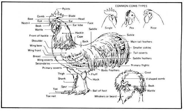 31162_33115_chickendiagram.jpg